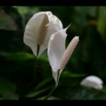 Cultivo de espatifilo en agua: Guía completa para cuidar esta planta acuática