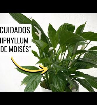 Espatifilo: el lirio de paz imprescindible - Spathiphyllum