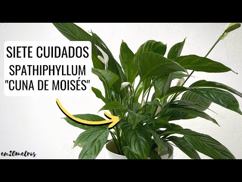 Espatifilo: el lirio de paz imprescindible - Spathiphyllum