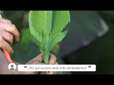 Espatifilo: La exuberante flor verde que te encantará