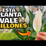 Espatifilo flor: Todo lo que debes saber sobre esta planta exótica