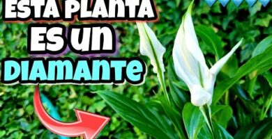 Compra espatifilo: la mejor opción para tener plantas frescas en casa