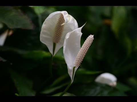 Descubre las flores espatifilo: belleza y cuidados