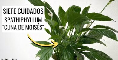 Espatifilo: Comprar la planta perfecta para tu hogar