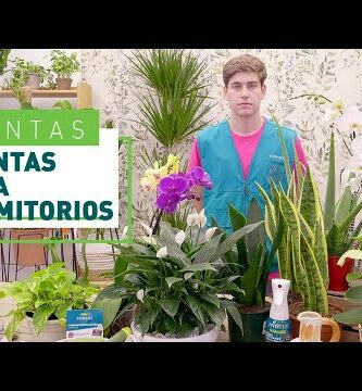Espatifilo Verdecora: La planta perfecta para decorar tu hogar