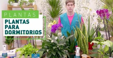 Espatifilo Verdecora: La planta perfecta para decorar tu hogar