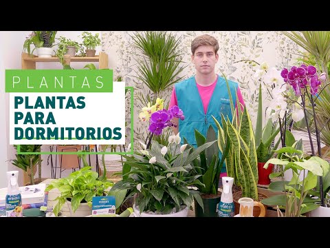 Espatifilo Verdecora: La planta perfecta para decorar tu hogar