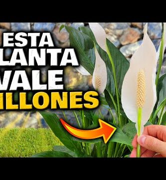 Espatifilo con flores marrones: descubre su belleza única