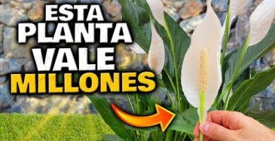 Espatifilo con flores marrones: descubre su belleza única