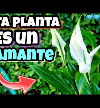 Espatifilo pequeño: la planta ideal para espacios reducidos