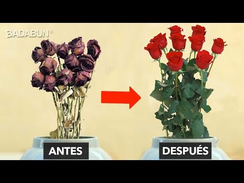 Espatifilo: Cómo revivir tus flores marchitas fácilmente