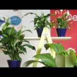 Espatifilo Ikea: la planta perfecta para tu hogar