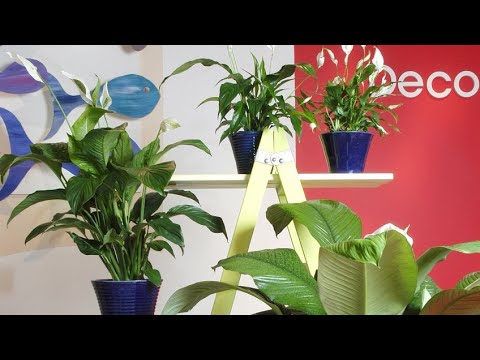 Espatifilo Ikea: la planta perfecta para tu hogar
