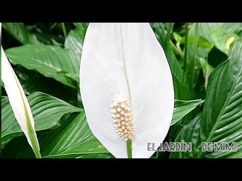 Descubre todo sobre el Espatifilo, la hermosa planta conocida como Cuna de Moisés