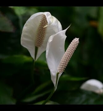 Espatifilo: Descubre los secretos de su floración