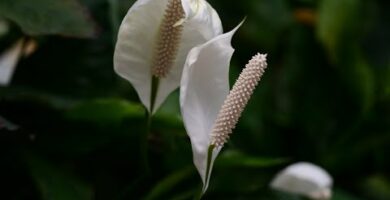 Espatifilo: Descubre los secretos de su floración