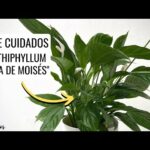 Guía de cuidado de planta espatifilo: consejos y trucos para un crecimiento saludable